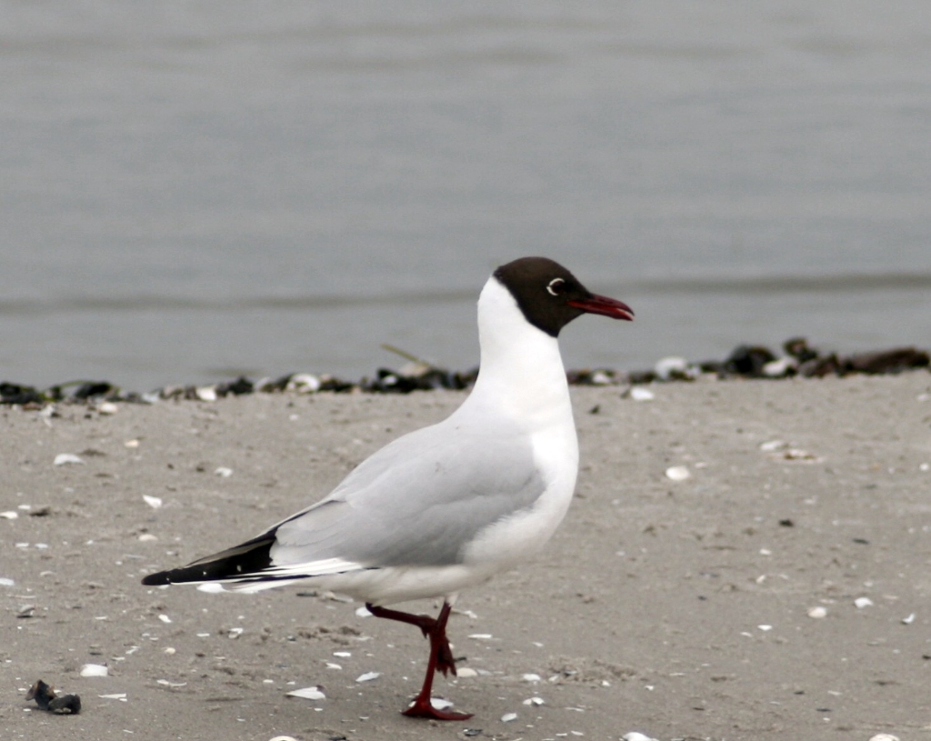 VWG vogelreis Oost Duitsland mei 2010 020